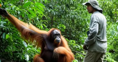 Ethical Orangutan Encounters in Sumatra: How to Choose Responsible Guides in Bukit Lawang for Sustainable Wildlife Tourism