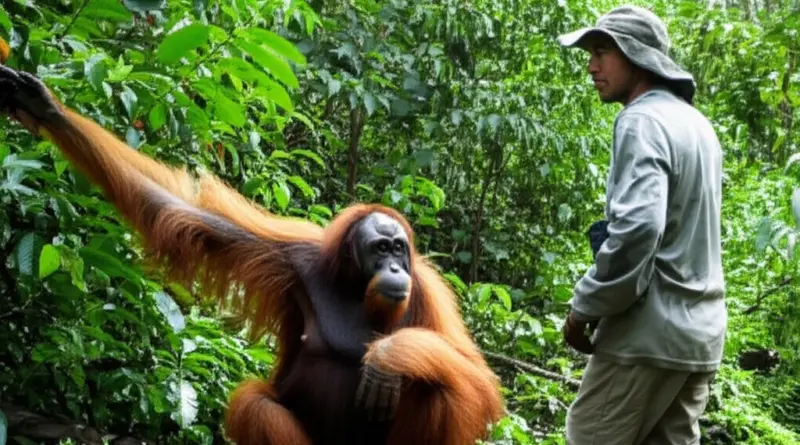 Ethical Orangutan Encounters in Sumatra: How to Choose Responsible Guides in Bukit Lawang for Sustainable Wildlife Tourism