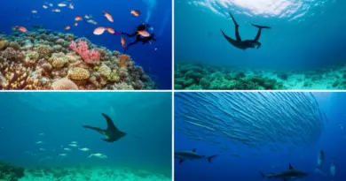Top Beginner-Friendly Dive Sites in Raja Ampat: What to Expect at Arborek, Sardine Reef, Manta Sandy, and Blue Magic