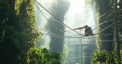 Top Ethical Orangutan Sanctuaries to Visit: Profiles, Location, Admission, and Visitor Guidelines for Responsible Tourism