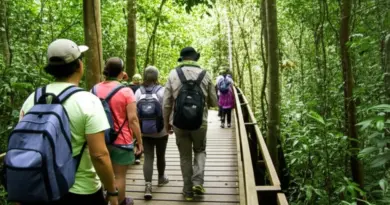 What to Expect on a Responsible Orangutan Trek: Sustainable Practices, Visitor Behavior, and Minimal-Impact Itineraries