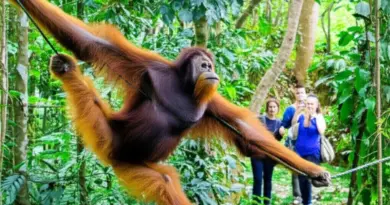 Why Choose Ethical Orangutan Encounters? Understanding Conservation, Animal Welfare, and Visitor Impact in Bukit Lawang