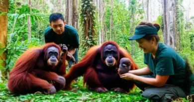 Why Ethical Sanctuaries Matter: Understanding Orangutan Rescue, Rehabilitation, and Conservation Efforts in Indonesia