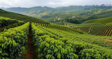 Coffee Culture Along the Way: Top Coffee Plantations, Local Cafés, Tasting Tips, and Where to Buy Beans