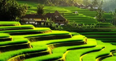 Day 1 – Arrival and Sidemen Immersion: Traditional Villages, Rice Terraces and Best Homestays for a Quiet Balinese Experience