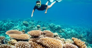 How to Snorkel Responsibly in Indonesia: Best Practices, Gear Choices, and Codes of Conduct to Prevent Reef Damage