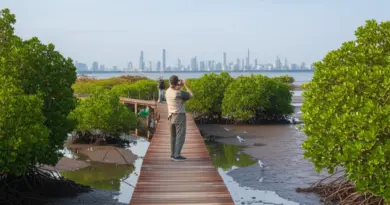 Mangrove and Wetland Tours Near Jakarta: Quiet Birding Escapes from the Crowds