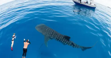 Responsible Whale Shark Encounters in Nabire: Codes of Conduct, Best Seasons, and How to Plan a Safe, Ethical Visit