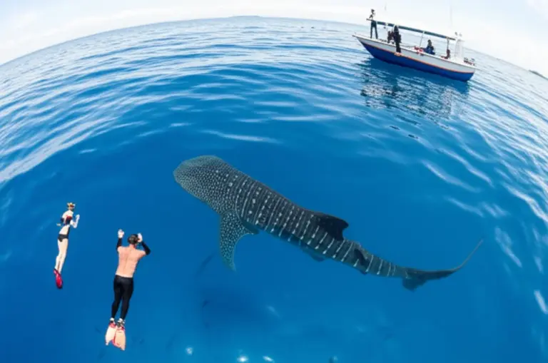 Responsible Whale Shark Encounters in Nabire: Codes of Conduct, Best Seasons, and How to Plan a Safe, Ethical Visit