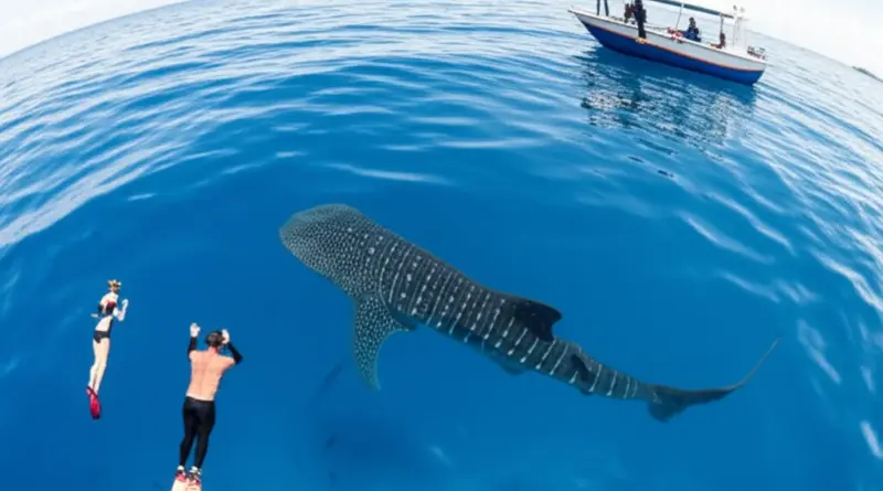 Responsible Whale Shark Encounters in Nabire: Codes of Conduct, Best Seasons, and How to Plan a Safe, Ethical Visit