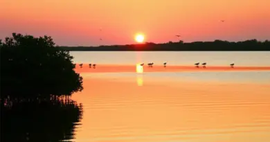 Top spots and routes for peaceful birding around Jakarta — mangrove forests, coastal wetlands, and reserves