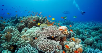 Why Coral Reefs in Indonesia Matter: Ecosystem Services, Biodiversity Hotspots, and Threats from Tourism and Climate Change