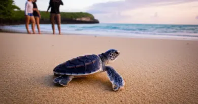 Why Sea Turtle Conservation Matters in Bali and Sumba — understanding local species, threats, and conservation goals for tourism-aware visitors