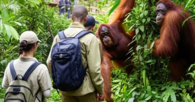 Conservation Tours and Responsible Trekking: How to Support Orangutan Rehabilitation, Local Communities and Anti-Poaching Efforts