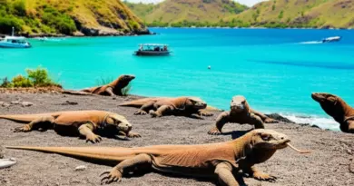 Komodo Island: The Complete Guide to Visiting Indonesia’s Dragon and Marine Parks