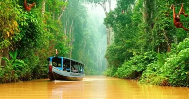 Tanjung Puting & Bukit Duabelas: The Ultimate Guide to Wildlife Spotting, Orangutan Trekking, and Jungle Expeditions in Central Kalimantan
