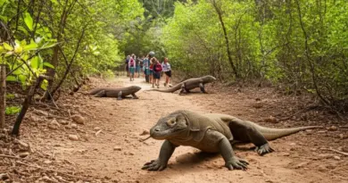 What to expect on Komodo Island: wildlife viewing, trekking to see Komodo dragons, safety tips, and recommended guided tours