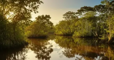 Why Tanjung Puting and Bukit Duabelas Are Unmissable: Wildlife, Ecosystems, and Best Times to Visit