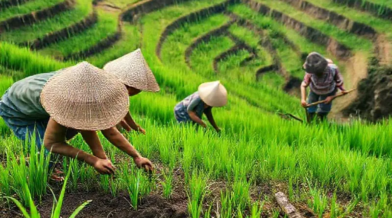 A Day in the Fields: Step-by-Step What Happens During a Hands-On Rice Farming Workshop in Bali (planting, irrigation, harvesting, tools)