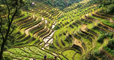 Cultural Context and Local Traditions: Understanding Subak Irrigation, Balinese Rituals, and Farmer Life Behind the Terraces