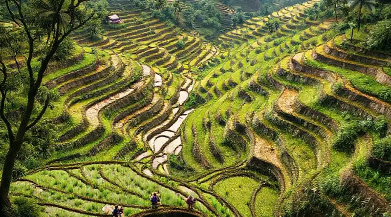 Cultural Context and Local Traditions: Understanding Subak Irrigation, Balinese Rituals, and Farmer Life Behind the Terraces