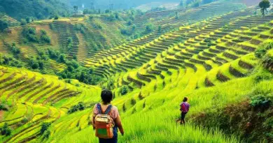 How to Get There and What to Expect: Practical Tips for Visiting Bali’s Rice Terraces and Booking a Hands-On Farming Experience