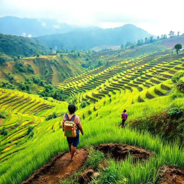 How to Get There and What to Expect: Practical Tips for Visiting Bali’s Rice Terraces and Booking a Hands-On Farming Experience