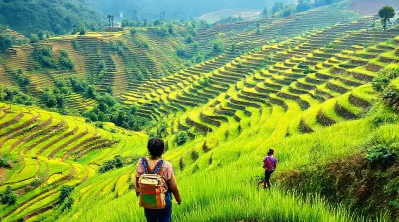 How to Get There and What to Expect: Practical Tips for Visiting Bali’s Rice Terraces and Booking a Hands-On Farming Experience