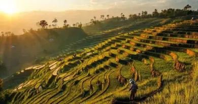 The Living Rice Terraces of Bali: Hands-On Farming and Cultural Experiences