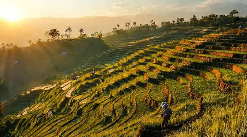 The Living Rice Terraces of Bali: Hands-On Farming and Cultural Experiences