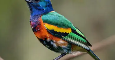 Top Species to Spot and How to Identify Them — Field Marks, Calls, and Behavior of Iconic Indonesian Birds