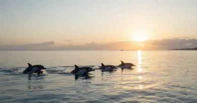 When is the best time to see dolphins in Lovina and what seasonal/weather factors affect sightings (best months, sunrise times, tides)?