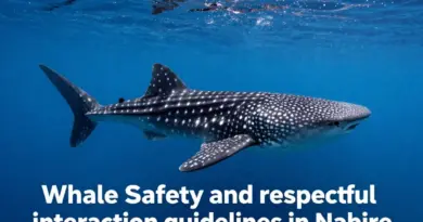 Codes of Conduct for Safe and Respectful Whale Shark Interactions in Nabire