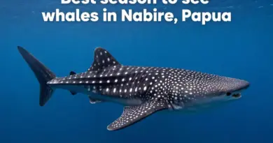 When Is the Best Season to See Whale Sharks in Nabire, Papua?