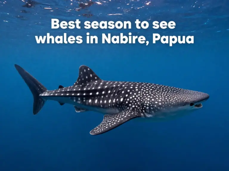 When Is the Best Season to See Whale Sharks in Nabire, Papua?