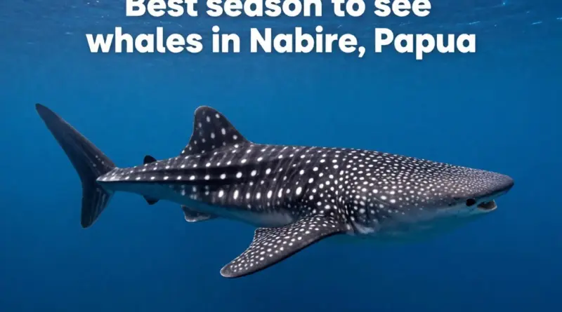 When Is the Best Season to See Whale Sharks in Nabire, Papua?
