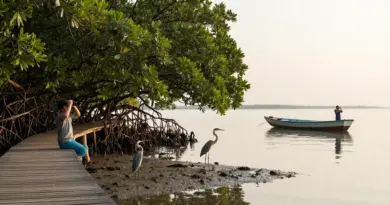 Mangrove and Wetland Tours Near Jakarta: Best Quiet Birding Spots, What to Expect, and How to Plan Your Trip