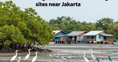 Top mangrove and wetland birding sites within easy reach of Jakarta: habitats, target species, and best seasons