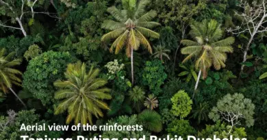 Overview of Tanjung Puting and Bukit Duabelas: What Makes These Rainforest Destinations Unique